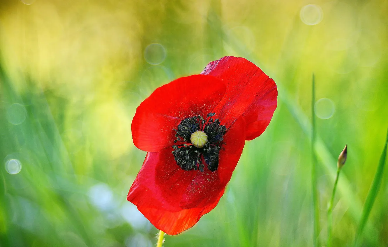 Photo wallpaper macro, flowers, red, plant, Mac, bokeh