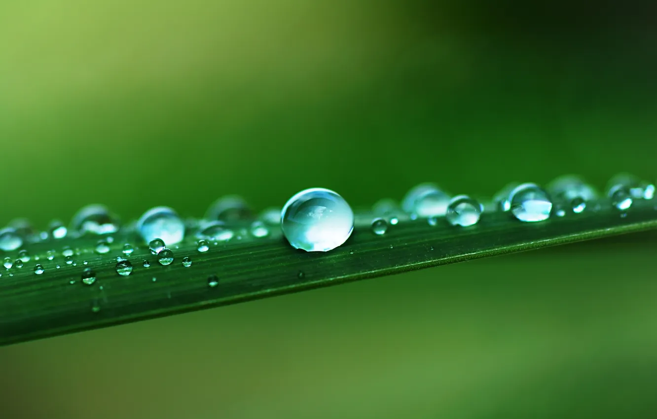 Photo wallpaper leaves, drops, macro, a lot