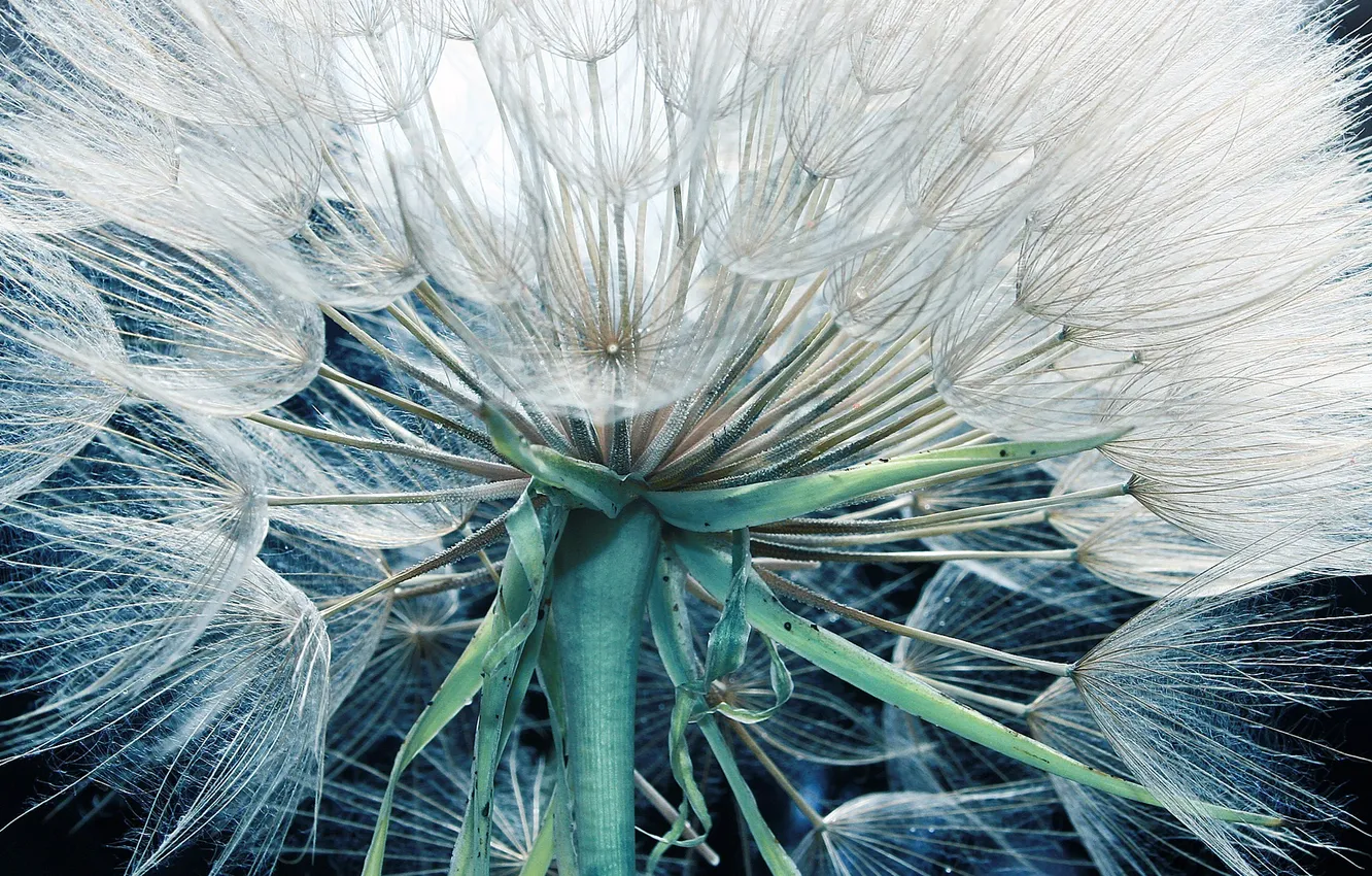 Photo wallpaper white, dandelion, stem, fuzzes