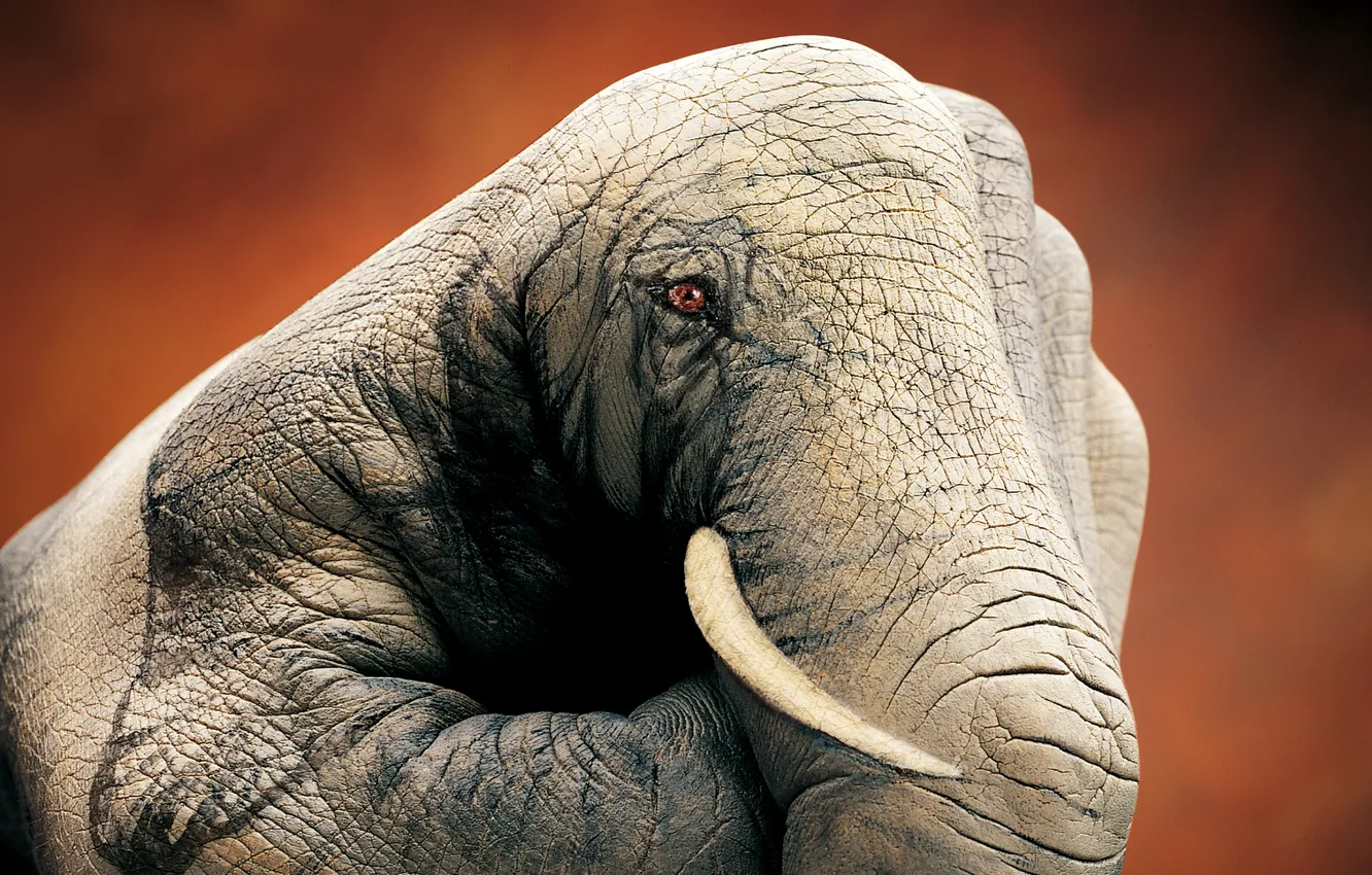 Photo wallpaper creative, Wallpaper, elephant, hands, artist, wallpaper, fingers, Italian