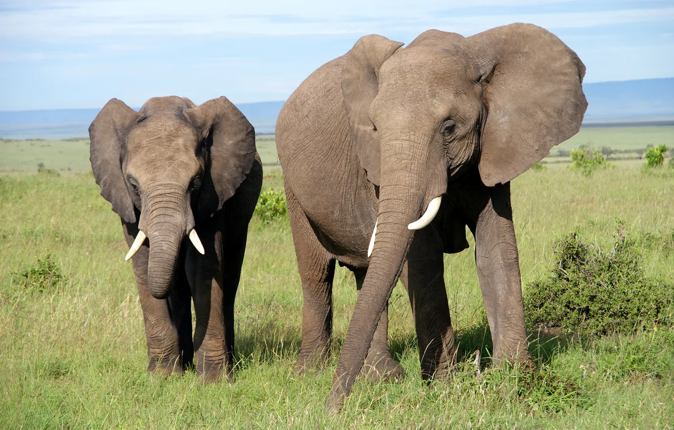Photo wallpaper the sky, grass, elephant, Savannah, Africa, ears, trunk