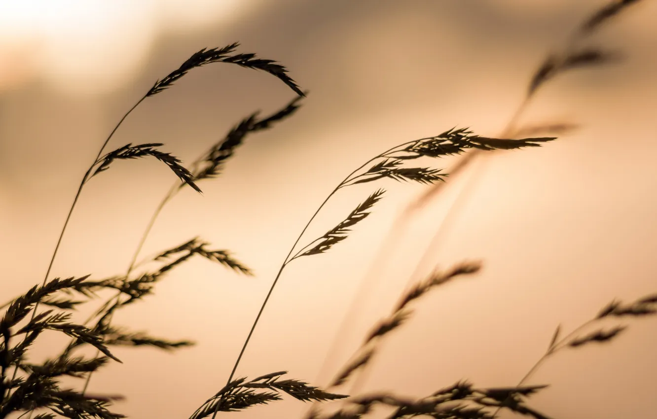 Photo wallpaper grass, macro, nature