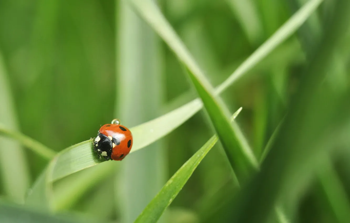 Photo wallpaper grass, ladybug, green