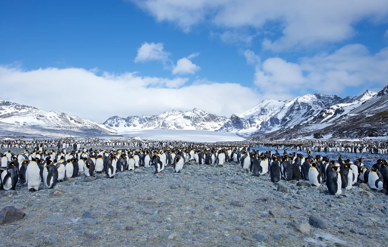 Photo wallpaper Southern Ocean, South Georgia, St. Andrews Bay, Few King Penguins