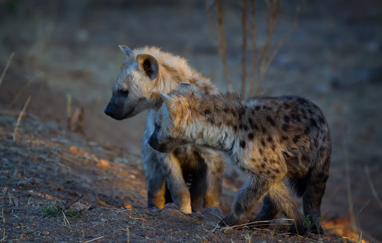 Photo wallpaper grass, puppies, hyena, kids, a couple, two, cubs, hyenas