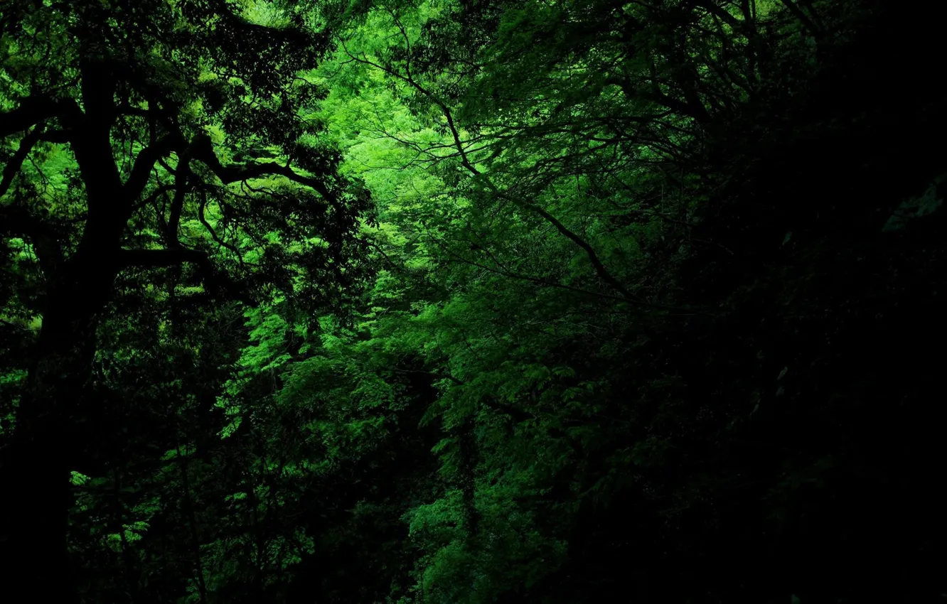 Photo wallpaper green, dark, jungle