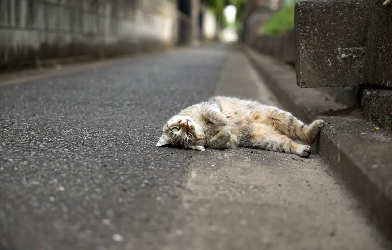 Photo wallpaper cat, look, animal, lying