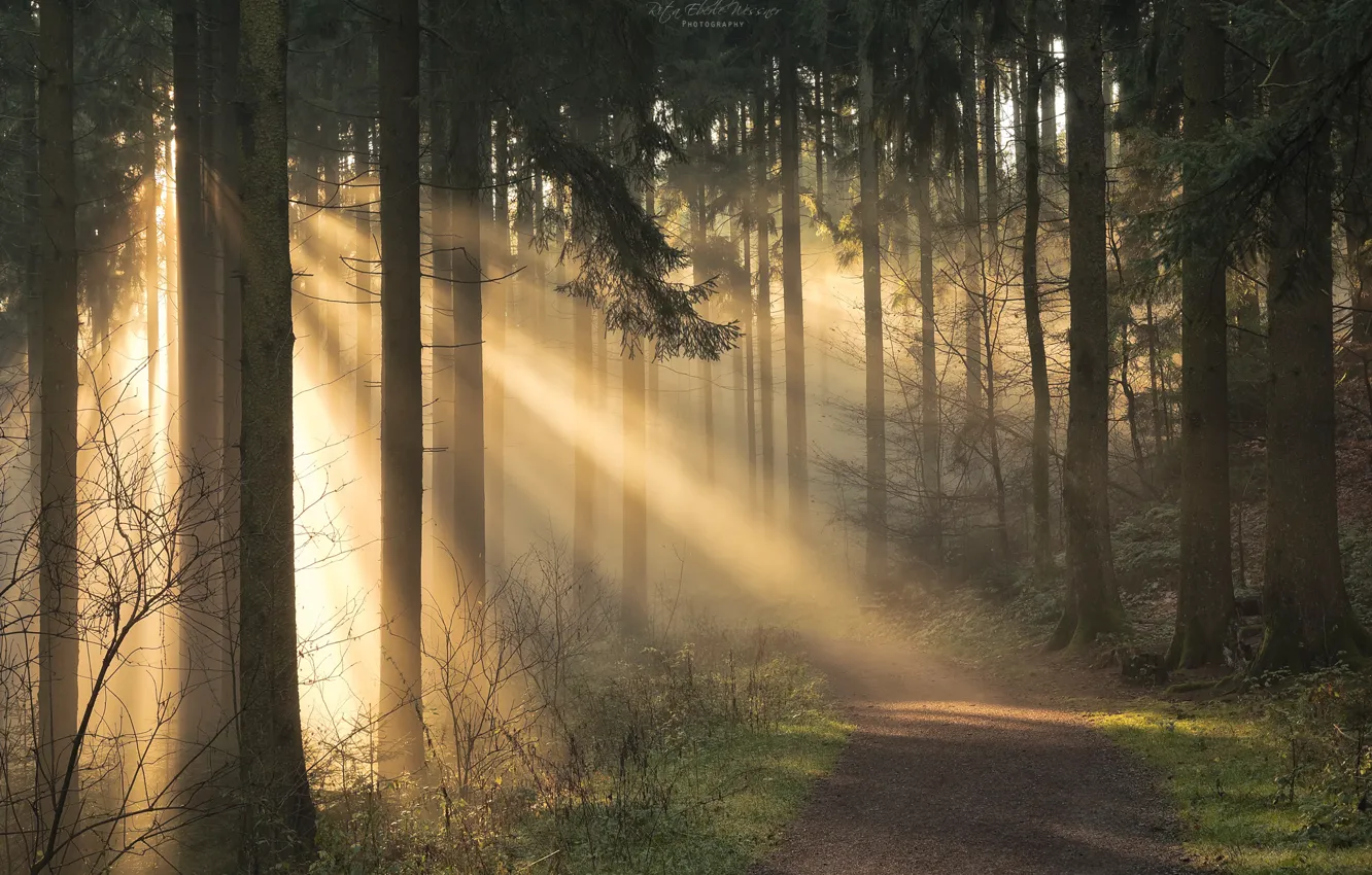Photo wallpaper forest, grass, trees, the rays of the sun, path