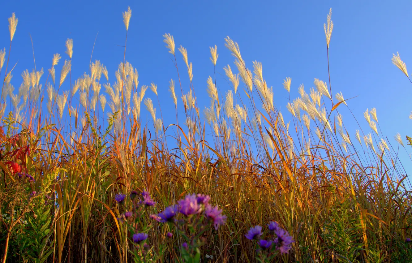 Photo wallpaper field, the sky, grass, flowers, plant, meadow