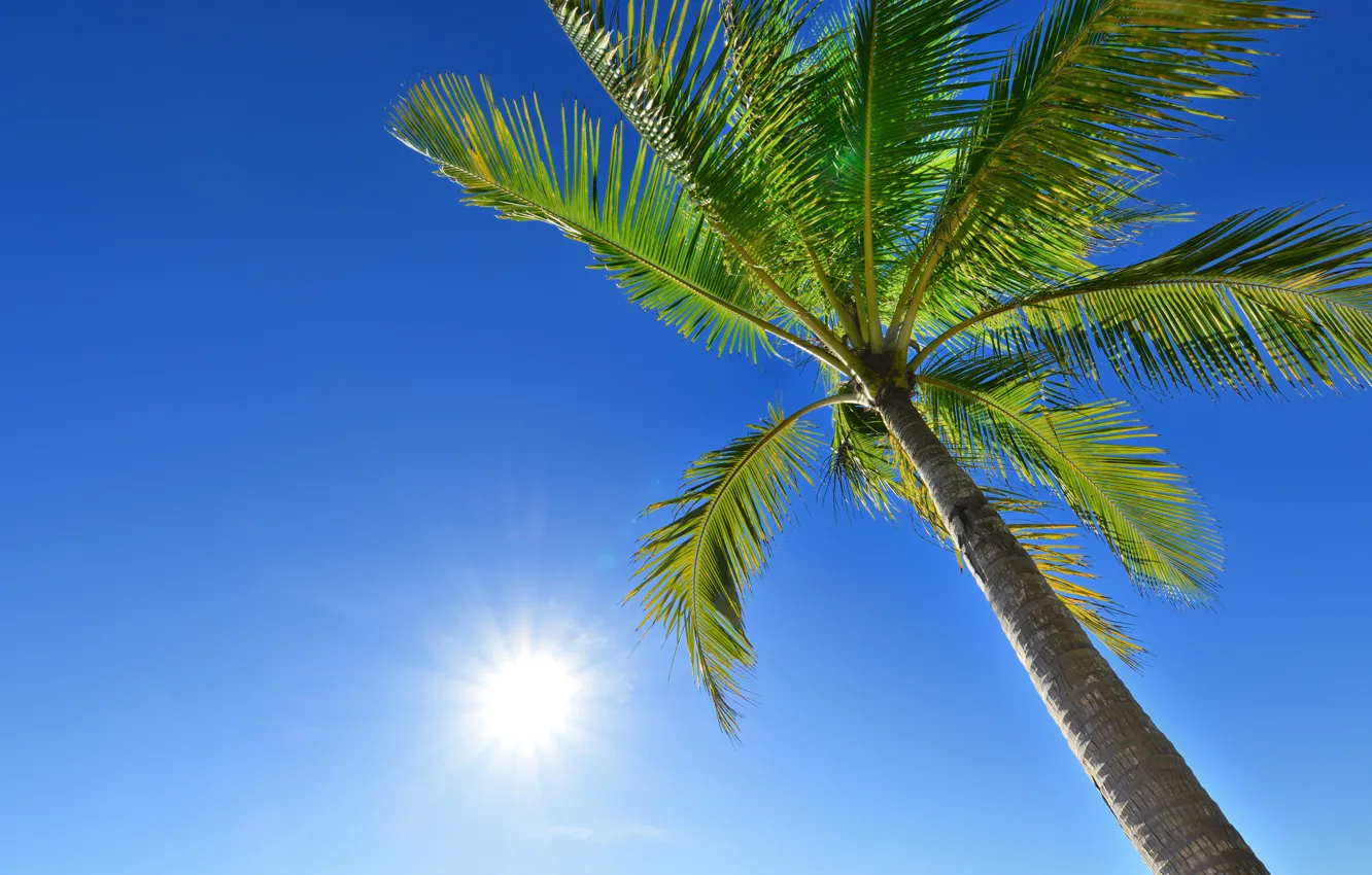Photo wallpaper beach, summer, the sky, the sun, palm trees, summer, beach, beautiful