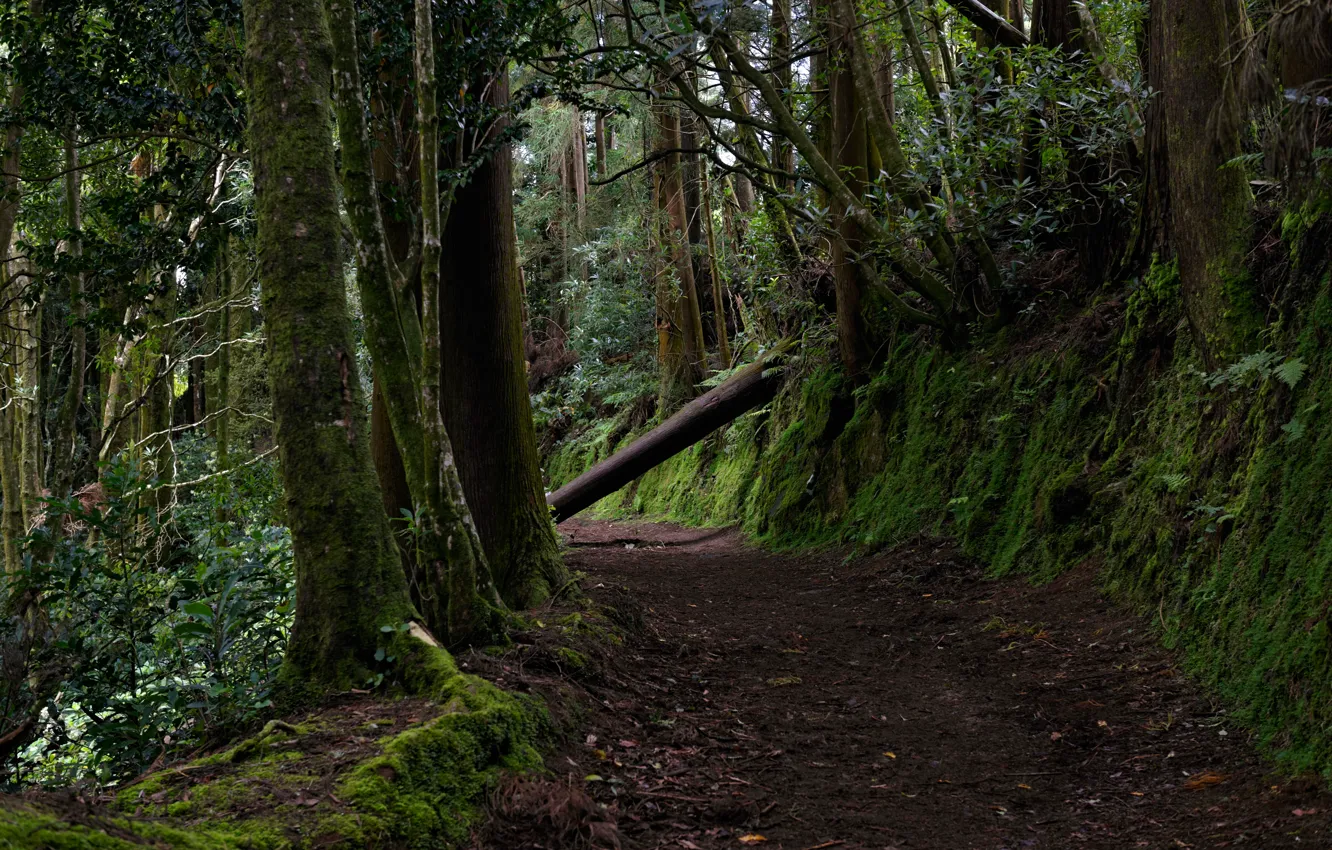 Photo wallpaper greens, forest, trees, moss, Portugal, path, Azores