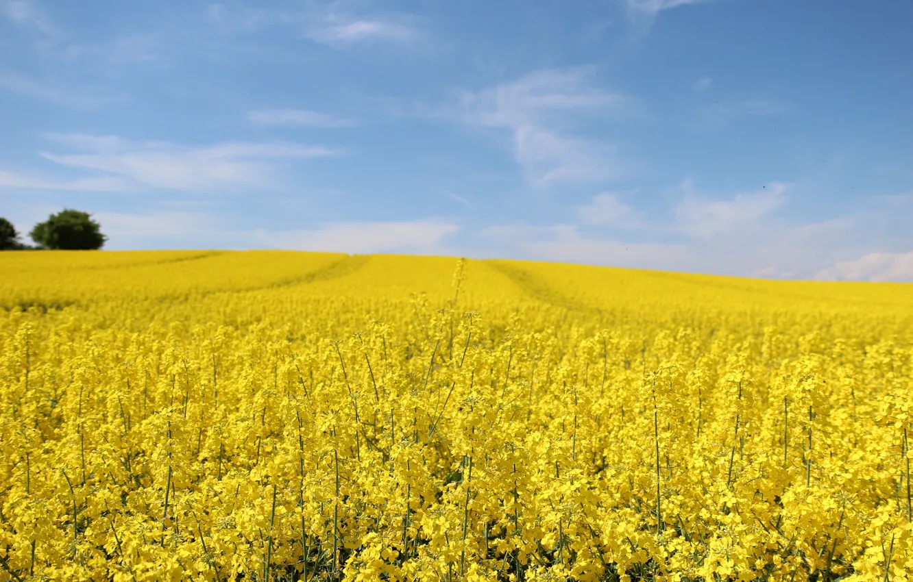 Photo wallpaper field, the sky, nature, spring, rape