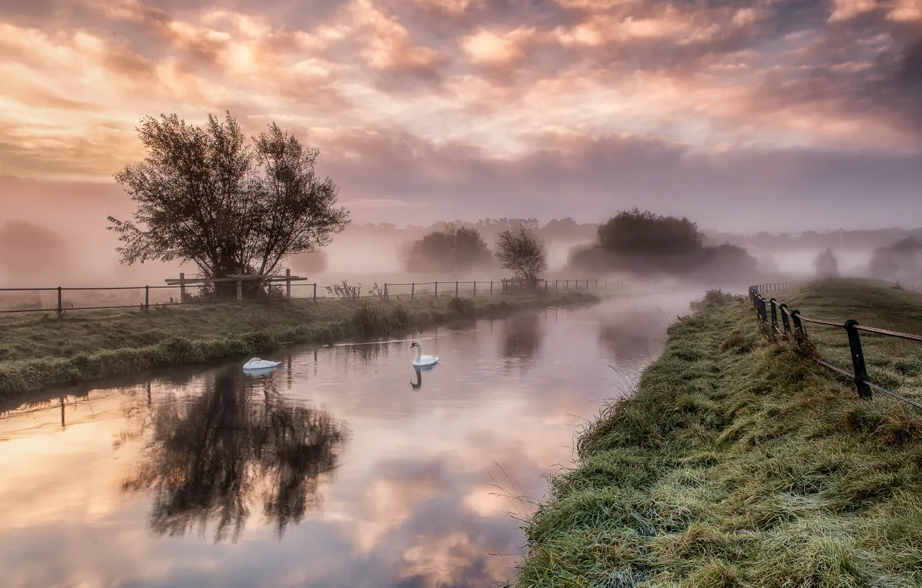 Photo wallpaper grass, trees, fog, river, dawn, fence, swans