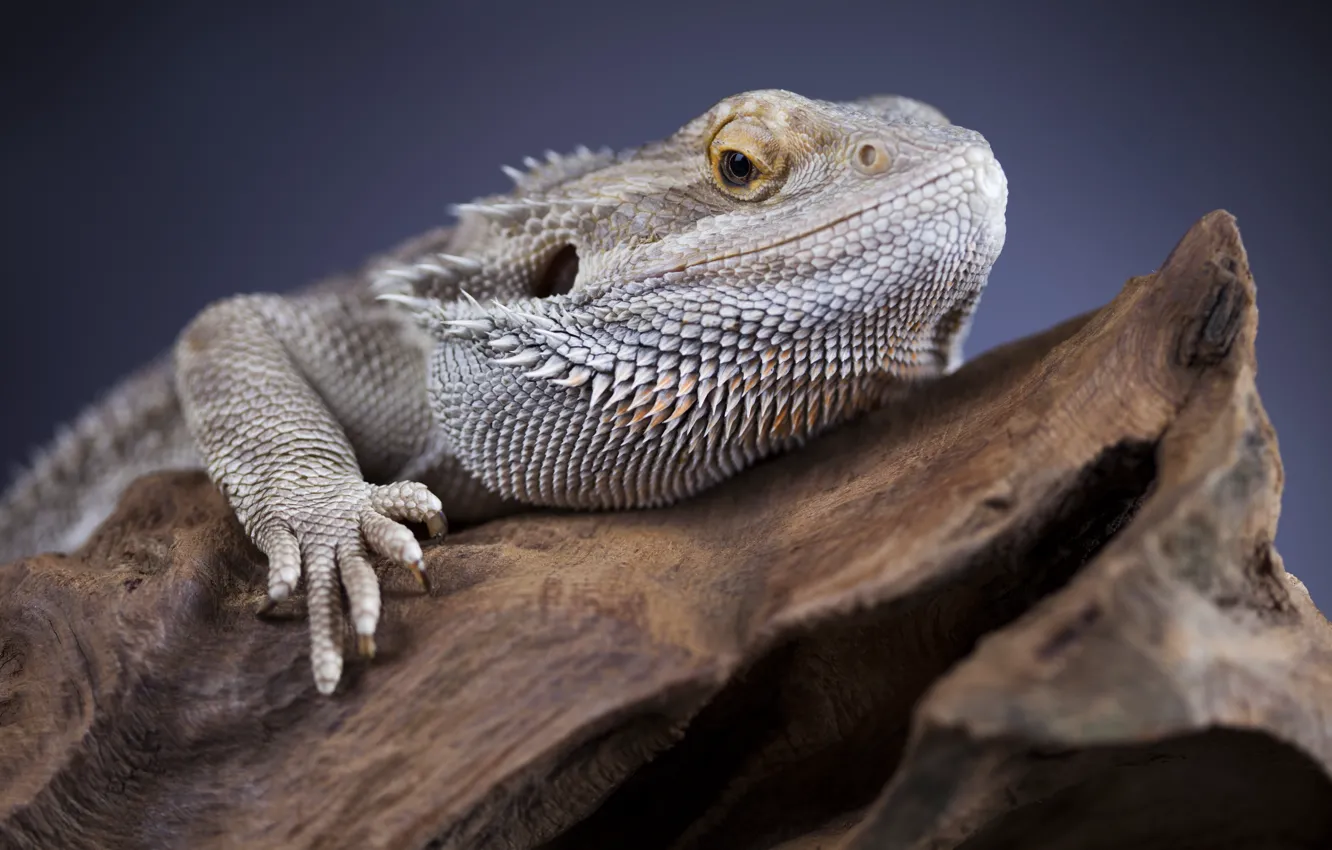Photo wallpaper gray, Iguana, reptile