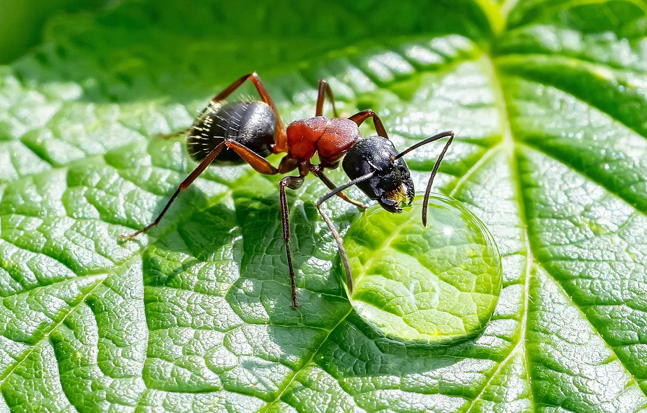 Photo wallpaper leaves, Rosa, ants, Ant, a drop of water, Imj is nothing, Alexander Shirokikh, Thirst is …