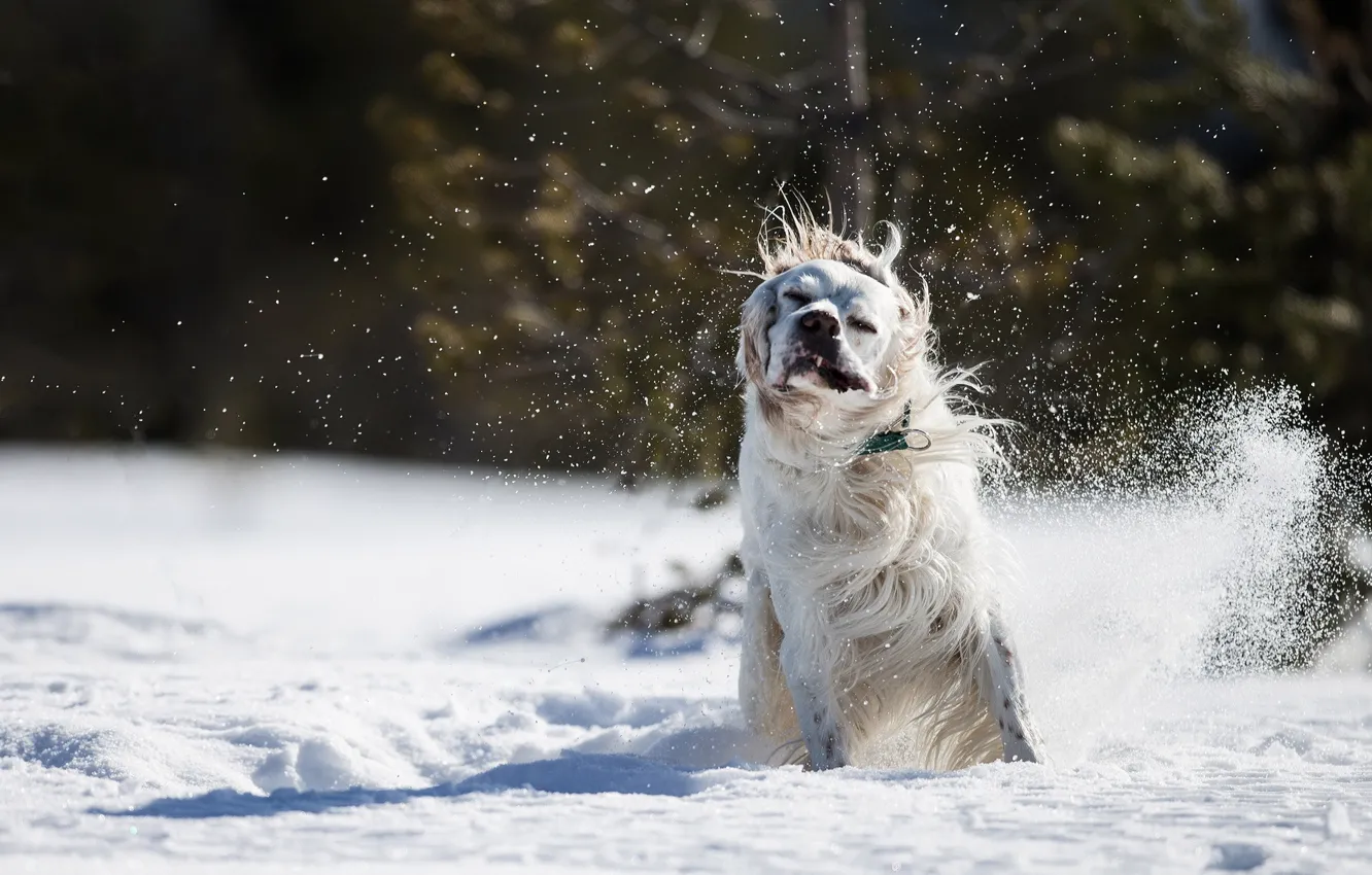 Photo wallpaper snow, each, dog