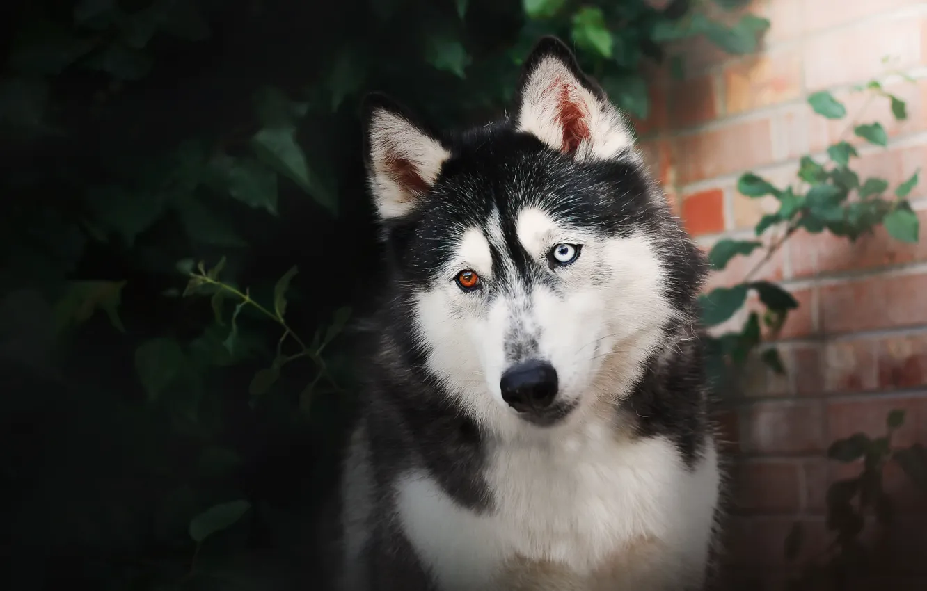 Photo wallpaper each, look, dog
