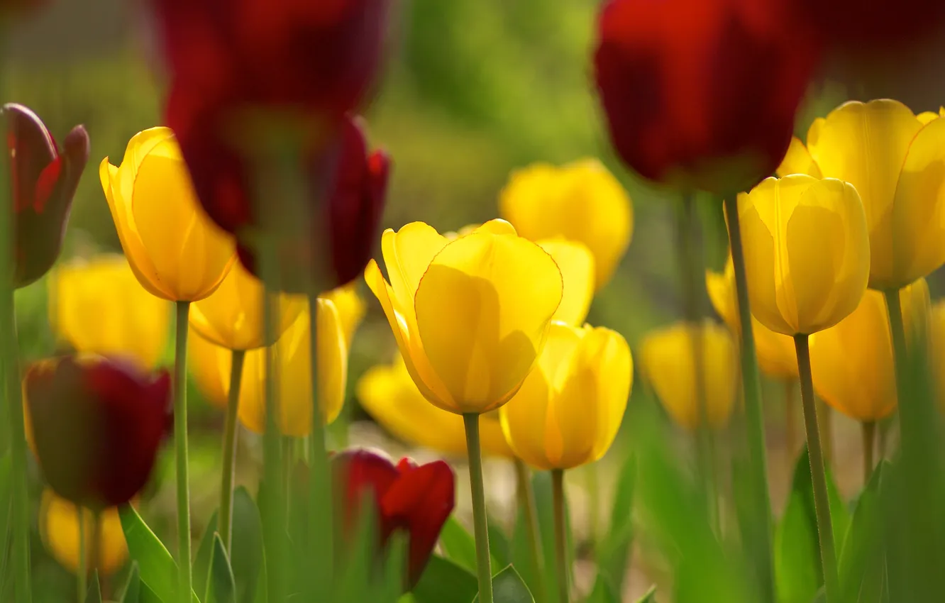 Photo wallpaper flowers, spring, yellow, tulips, red, flowerbed, bokeh