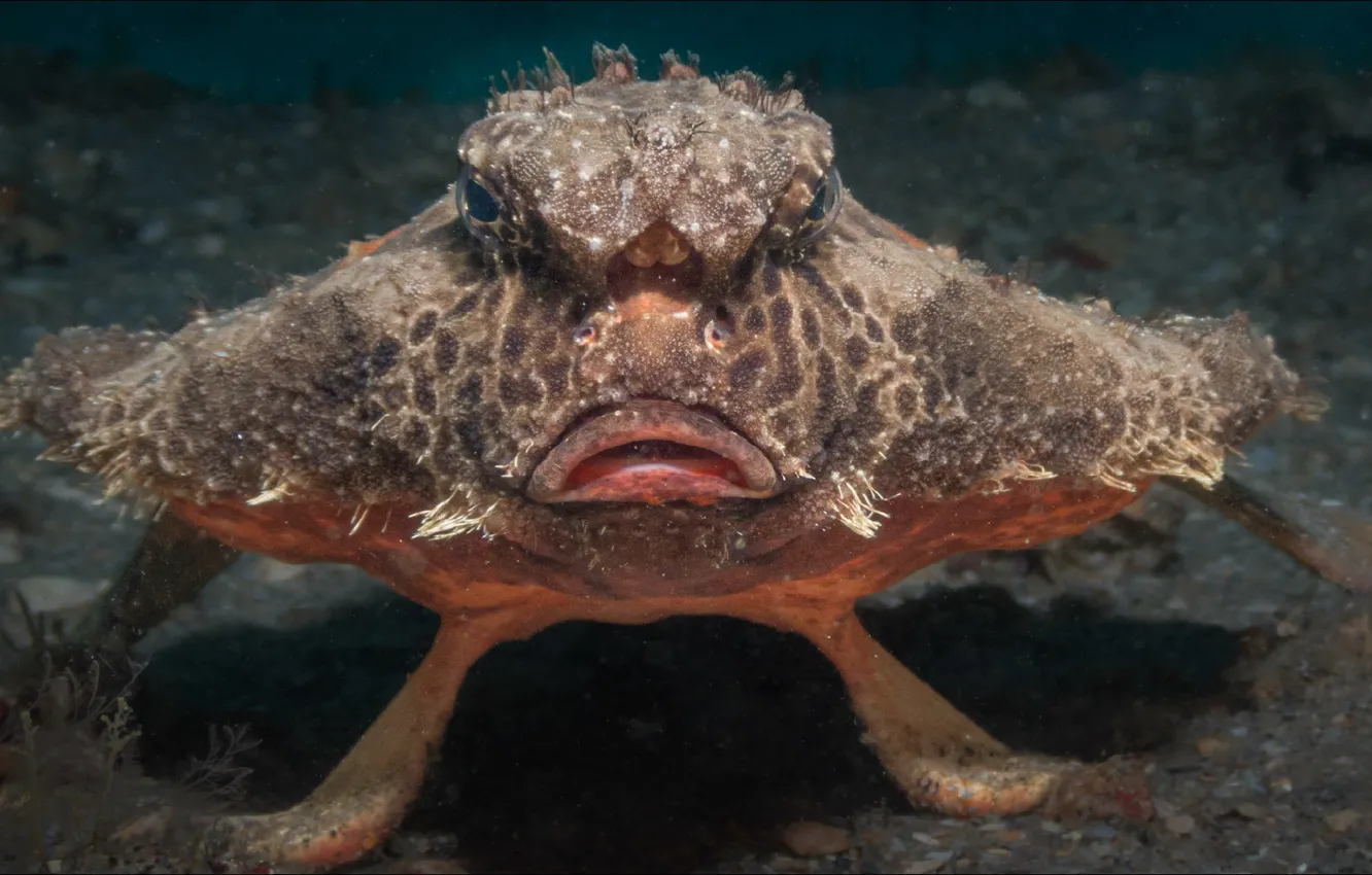 Photo wallpaper look, fish, underwater, alien, underwater, look, fish, Unknown