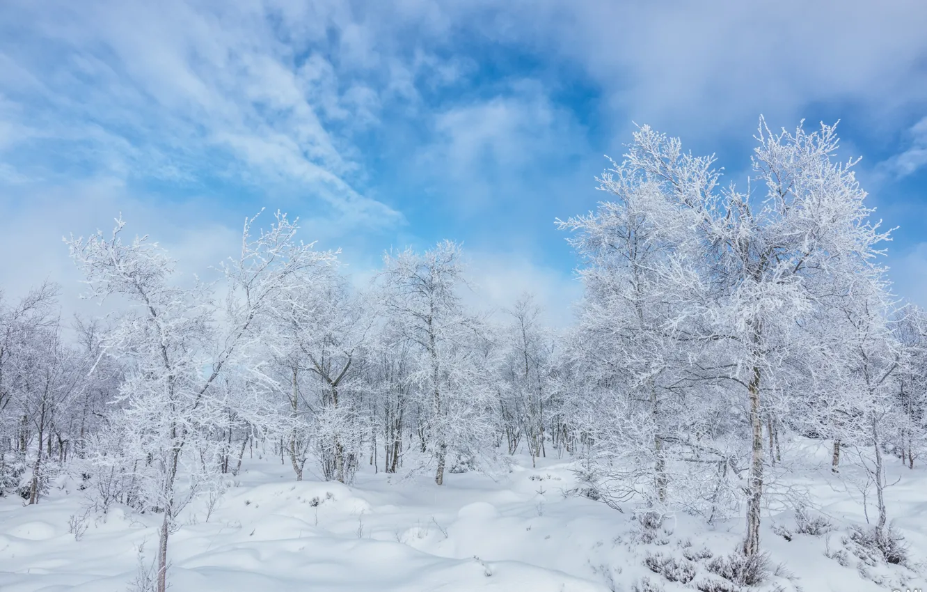 Photo wallpaper winter, frost, forest, clouds, snow, trees, branches, nature