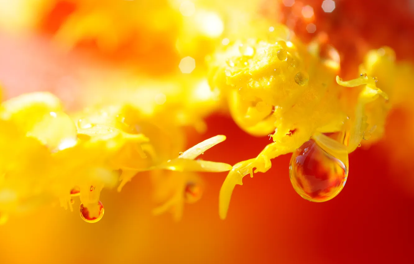 Photo wallpaper drops, flowers, red, tulips