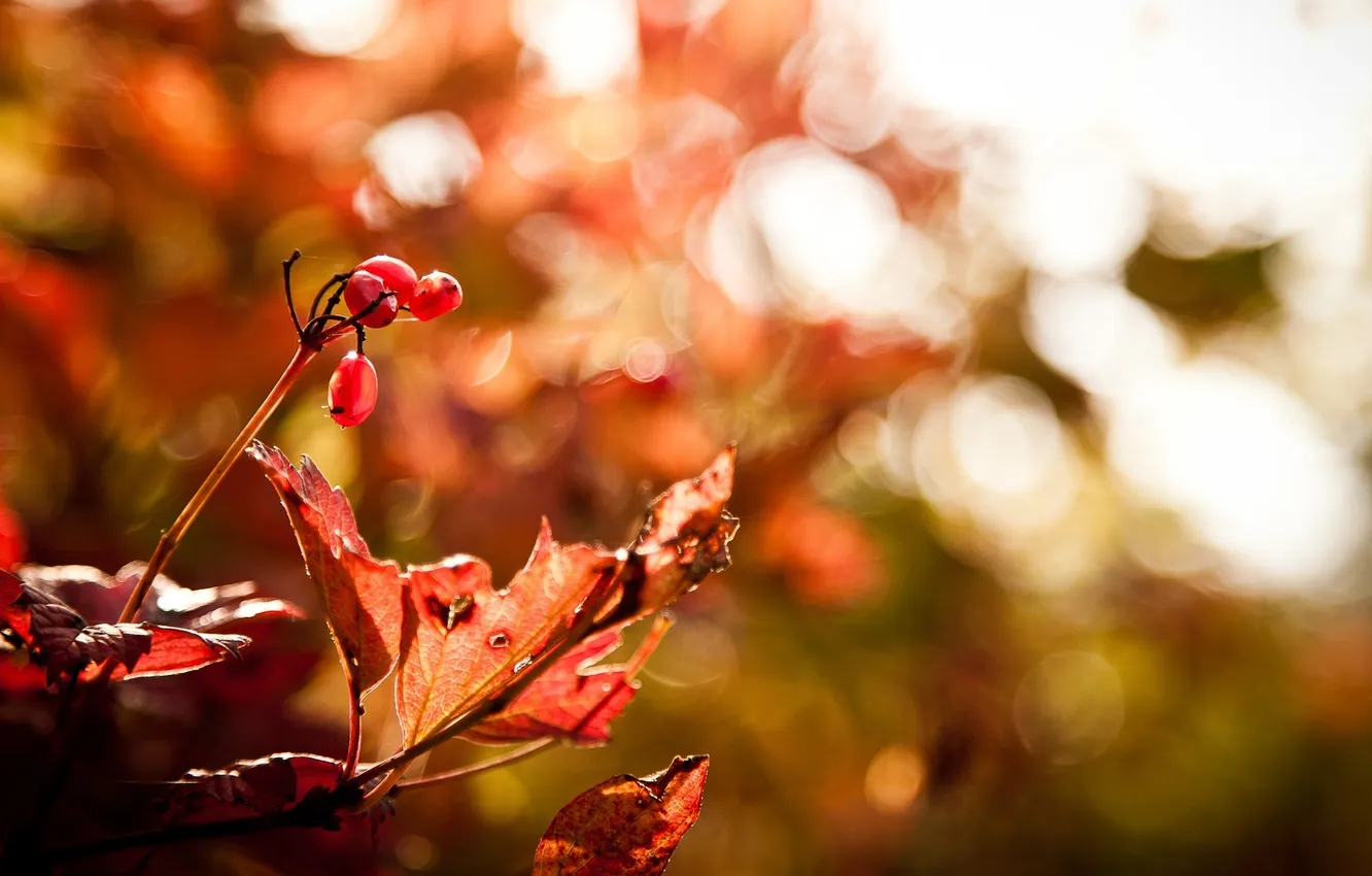 Photo wallpaper autumn, macro, sheet, berries, red