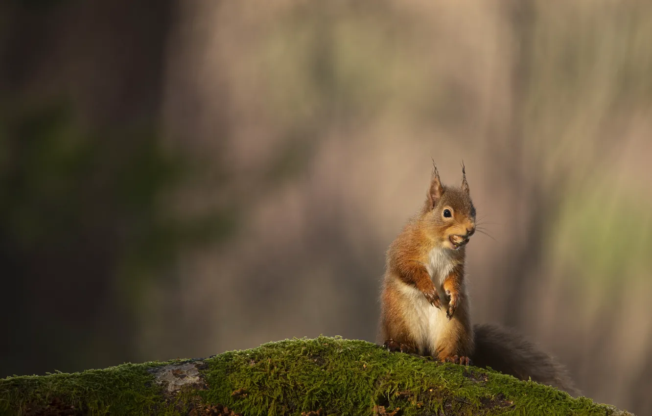Photo wallpaper nature, pose, background, moss, protein, nuts, stand, mining