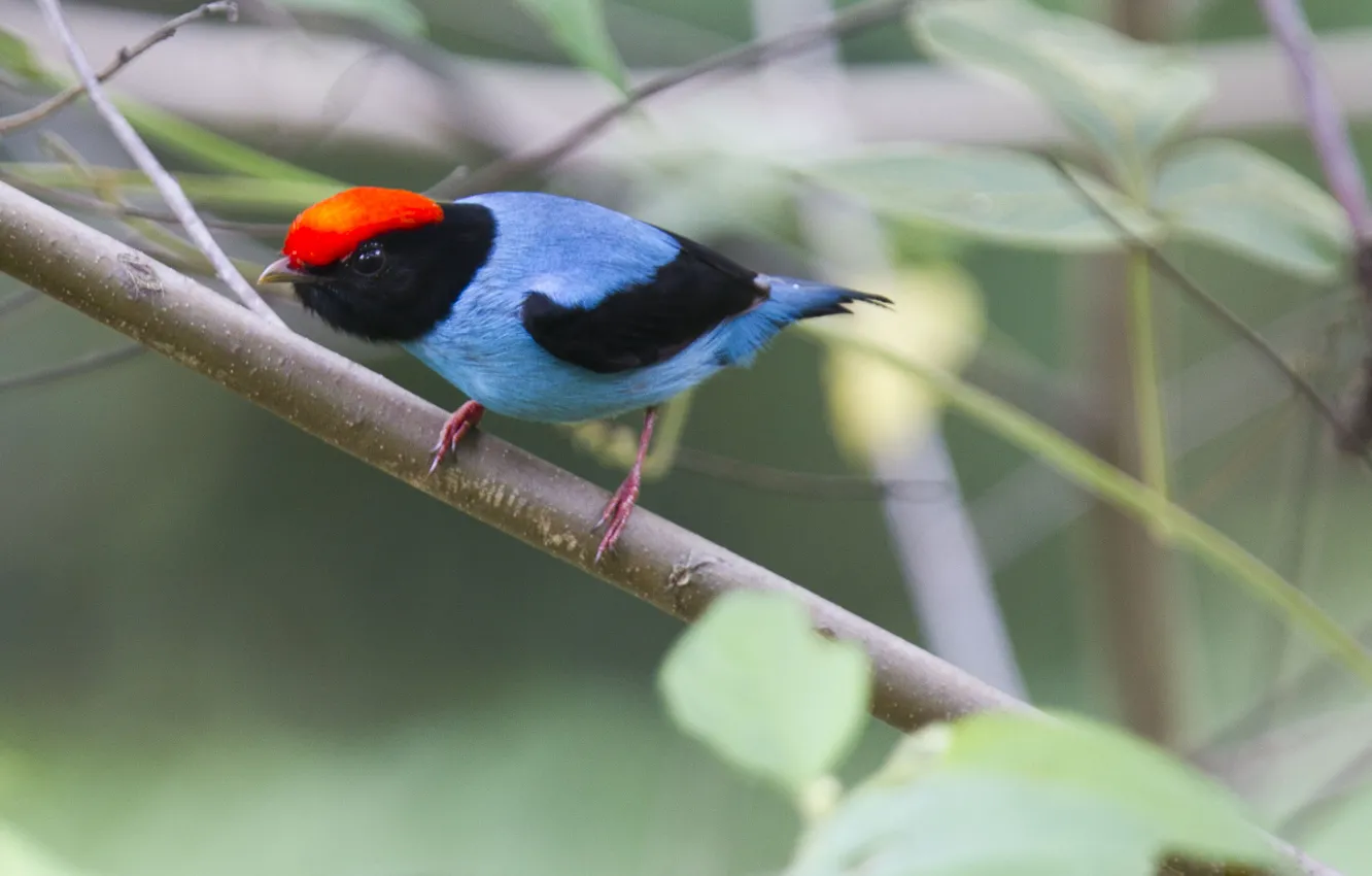 Photo wallpaper Red, Blue, Black, Bird, Leaves, Branch, Tanager