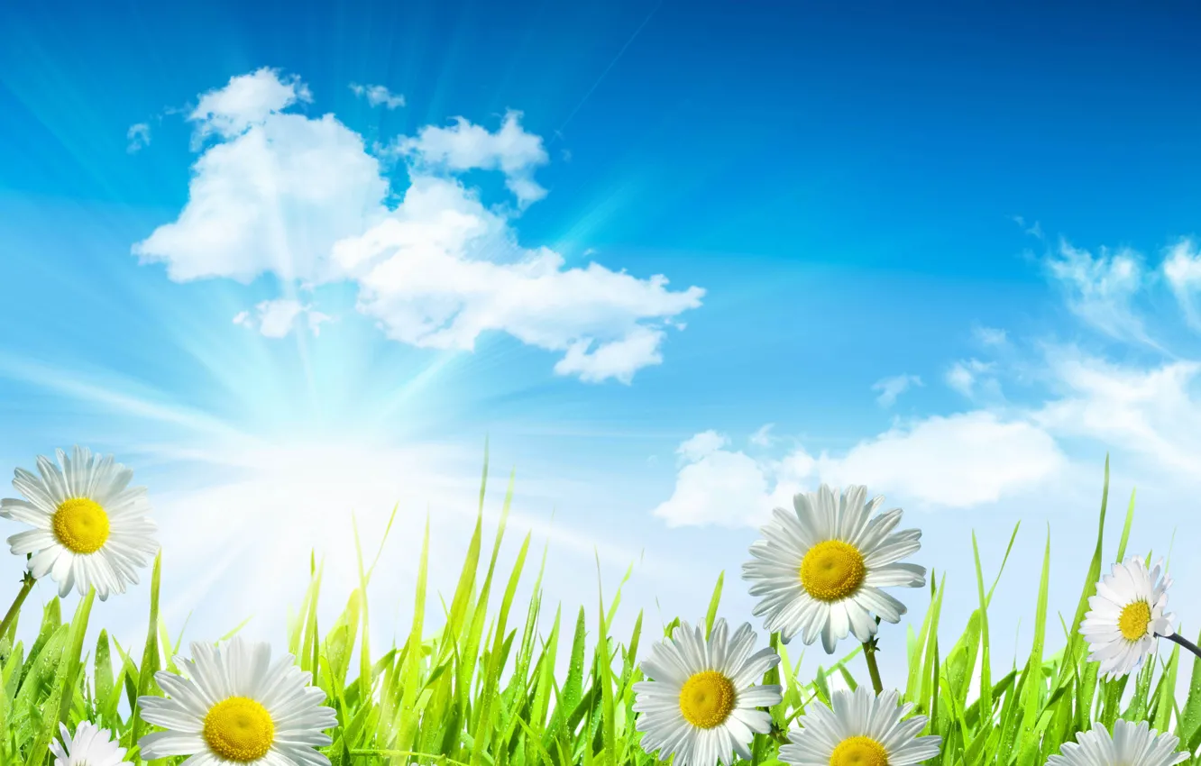 Photo wallpaper the sky, grass, leaves, the sun, clouds, drops, flowers, freshness