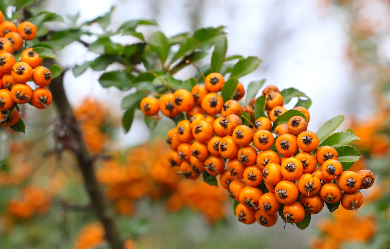 Photo wallpaper fruit, orchard, bush, bunch