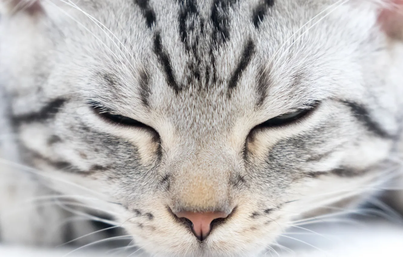 Photo wallpaper cat, wool, paint