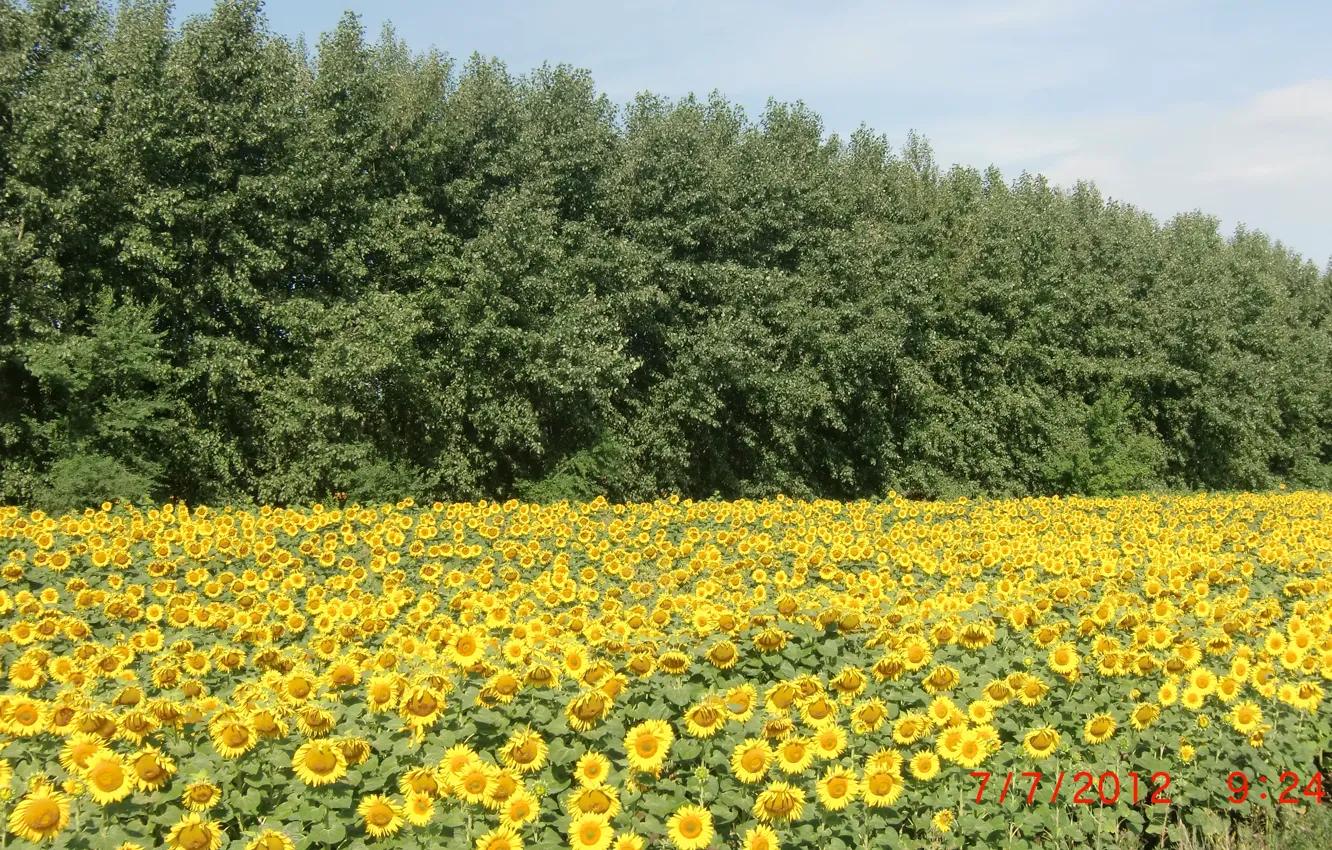 Photo wallpaper the sky, trees, sunflowers, Summer