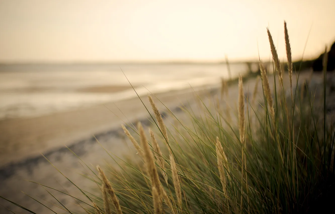 Photo wallpaper sand, sea, greens, beach, macro, background, widescreen, Wallpaper