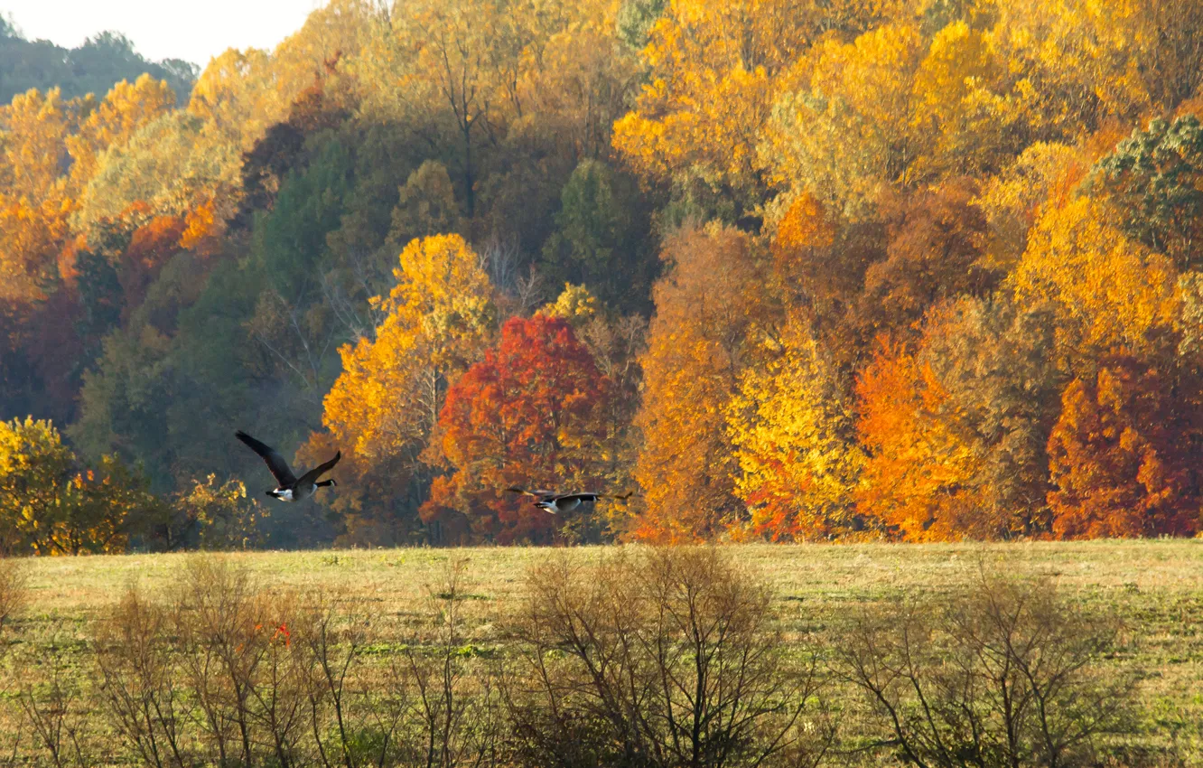 Photo wallpaper field, autumn, forest, the sky, birds, geese