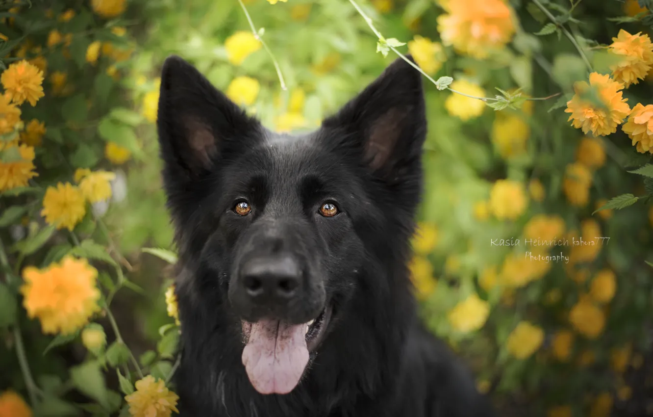 Photo wallpaper black, dog, German shepherd