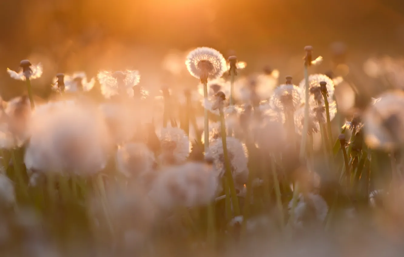 Photo wallpaper nature, dandelion, spring