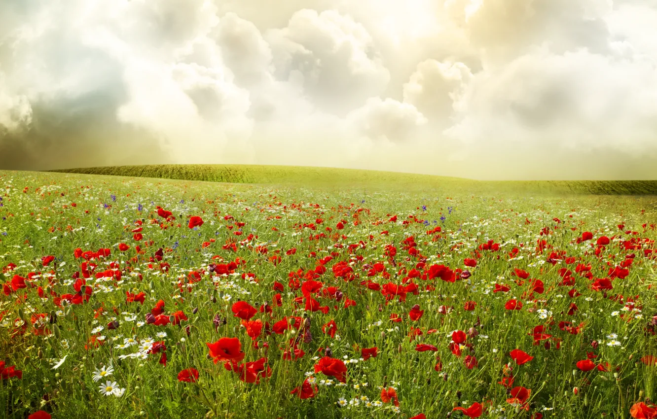 Photo wallpaper field, the sky, clouds, flowers, Maki, chamomile, plants, red