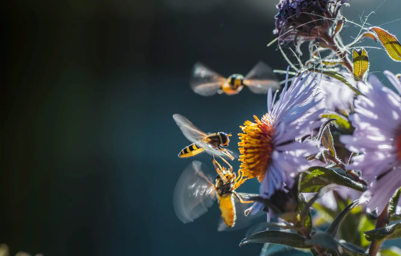Photo wallpaper flowers, insects, nature, bees