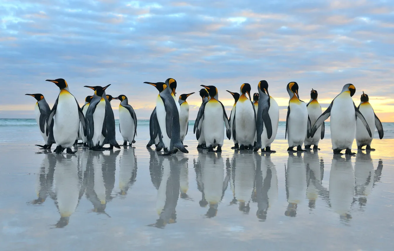 Photo wallpaper sea, birds, reflection, pack, penguins