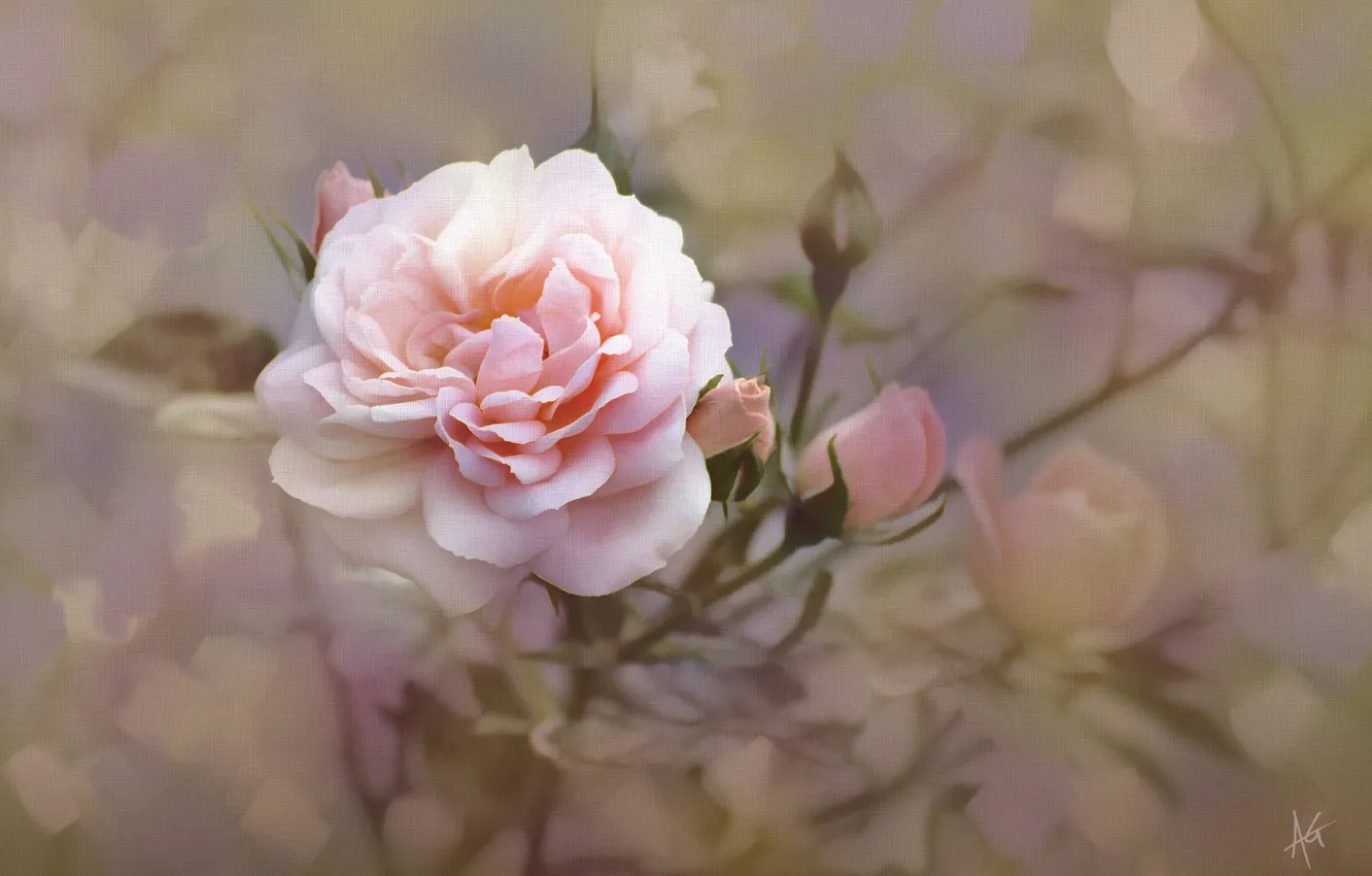 Photo wallpaper rose, texture, buds