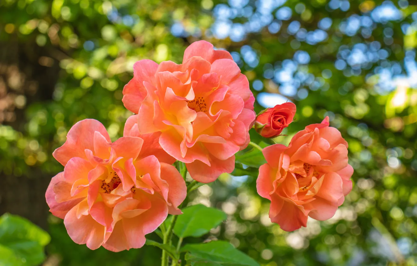 Photo wallpaper leaves, orange, roses, bokeh, rose Bush
