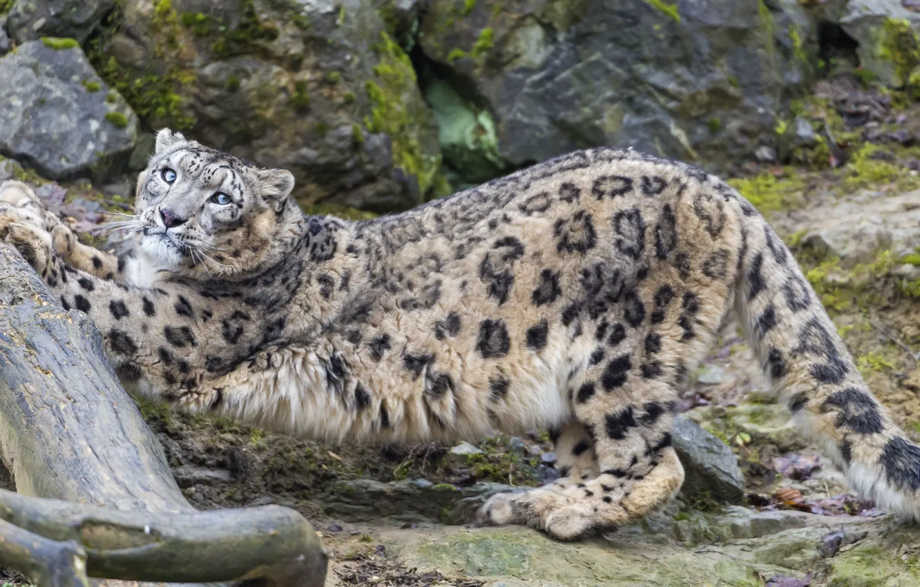 Photo wallpaper cat, look, stones, snag, IRBIS, snow leopard, ©Tambako The Jaguar