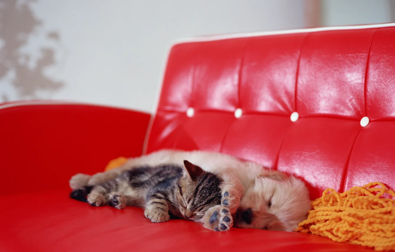 Photo wallpaper kitty, sofa, dog