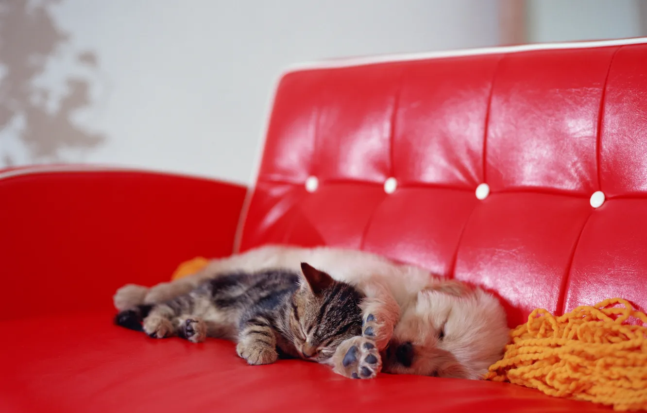 Photo wallpaper sofa, kitty, dog