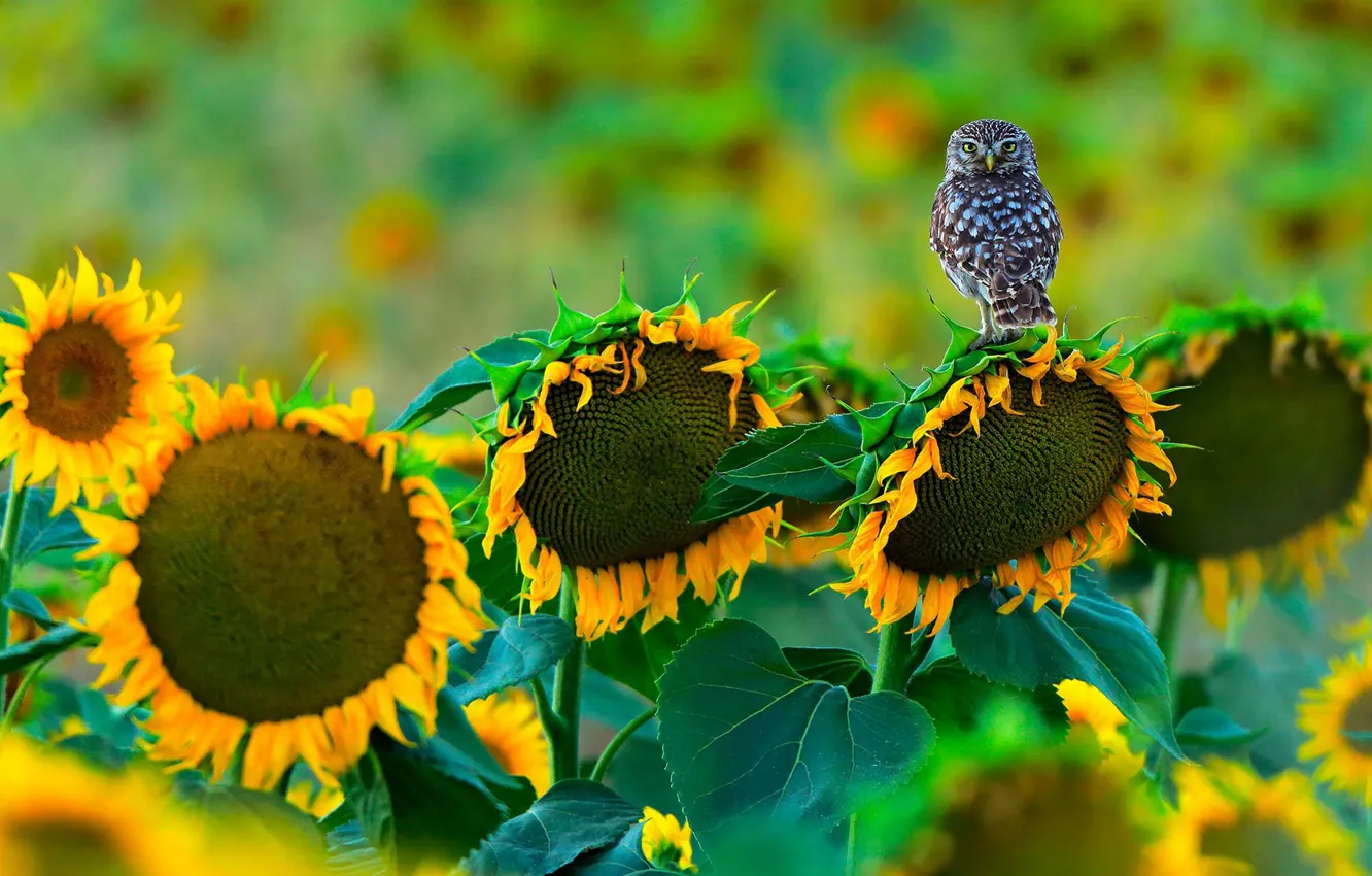 Photo wallpaper field, sunflowers, bird, owlet