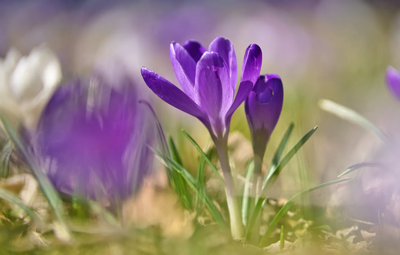 Photo wallpaper flowers, blur, crocuses, bokeh, purple