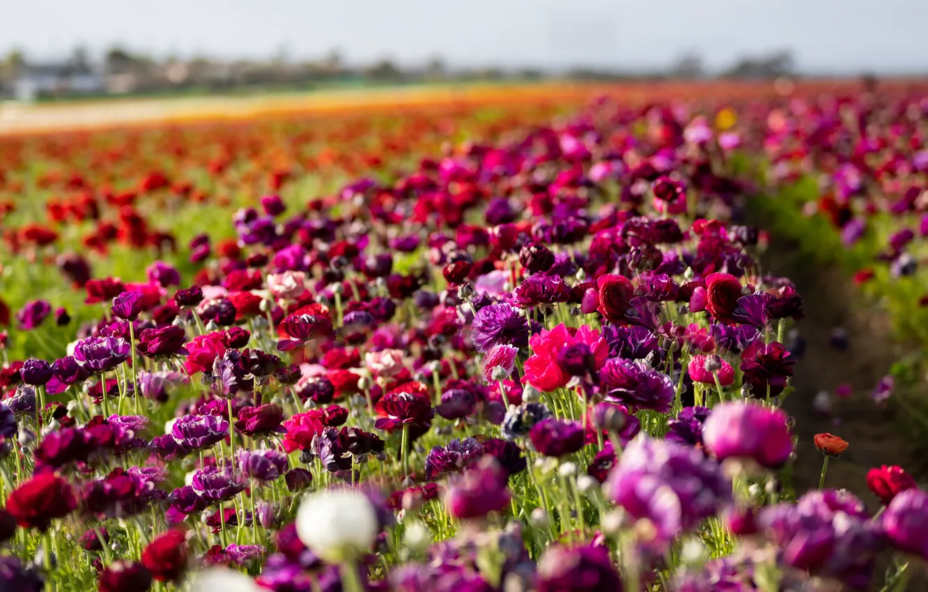 Photo wallpaper field, flowers, bright, purple, red, pink, flowerbed, path