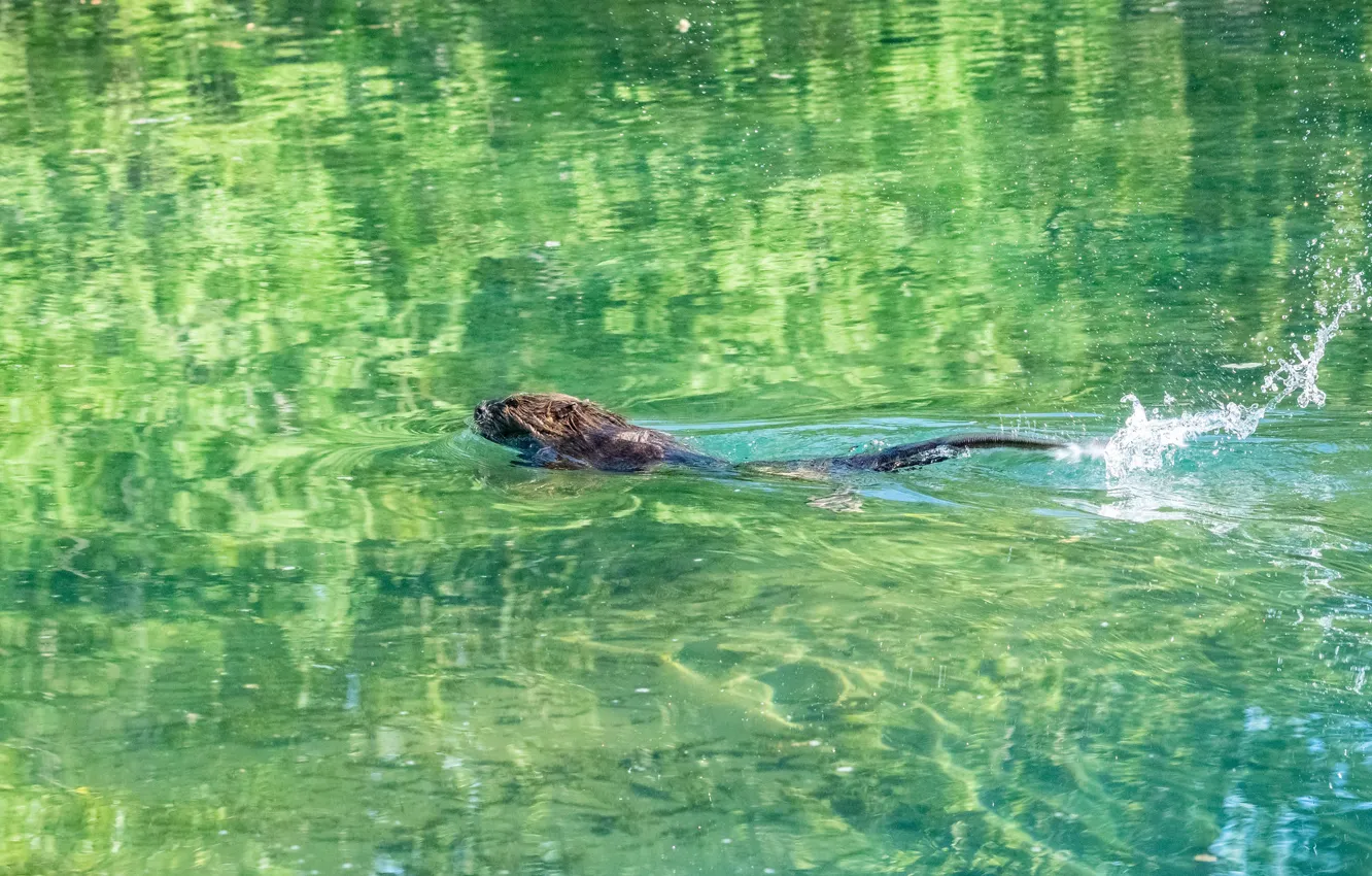 Photo wallpaper water, squirt, river, ruffle, bathing, tail, pond, green background