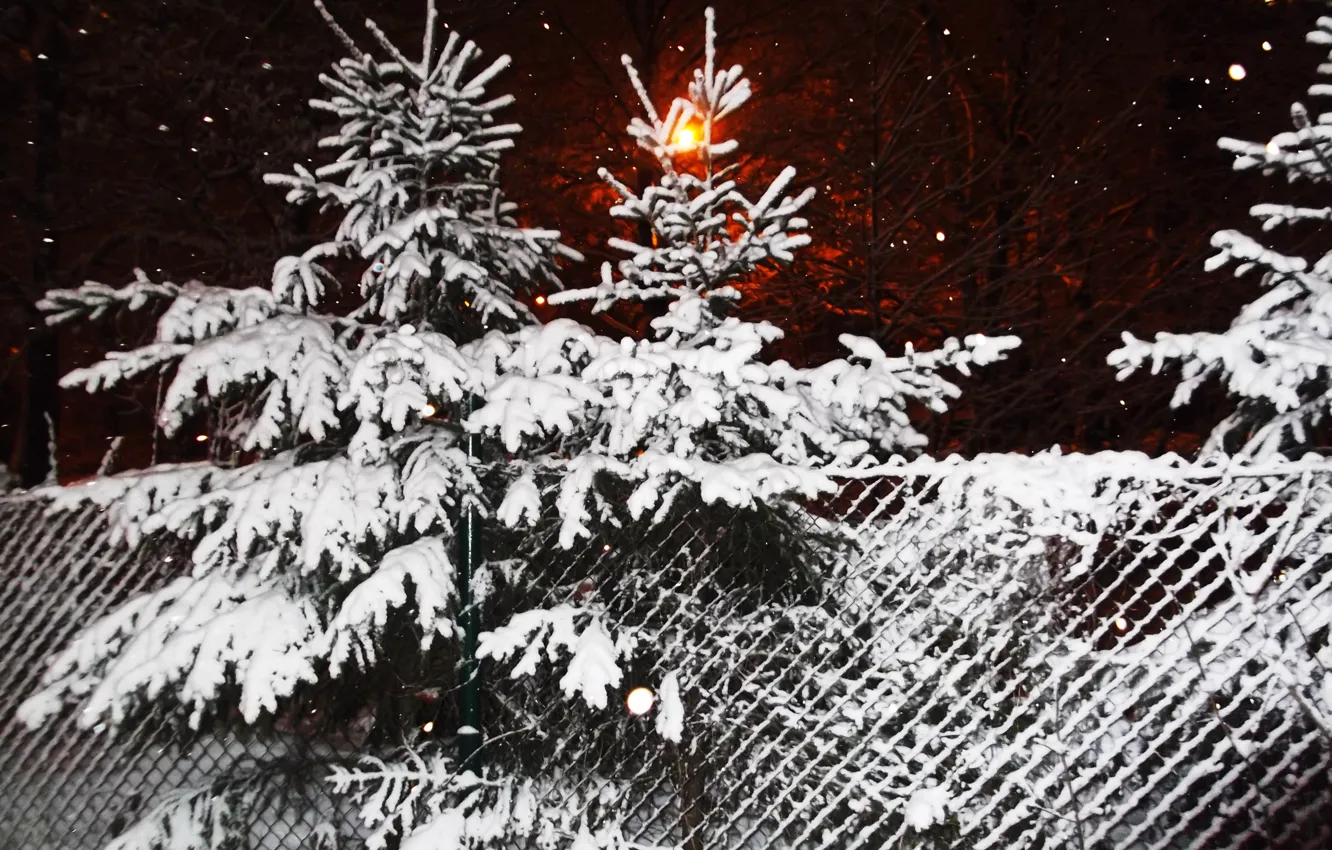Photo wallpaper winter, snow, trees, the fence, the evening, herringbone