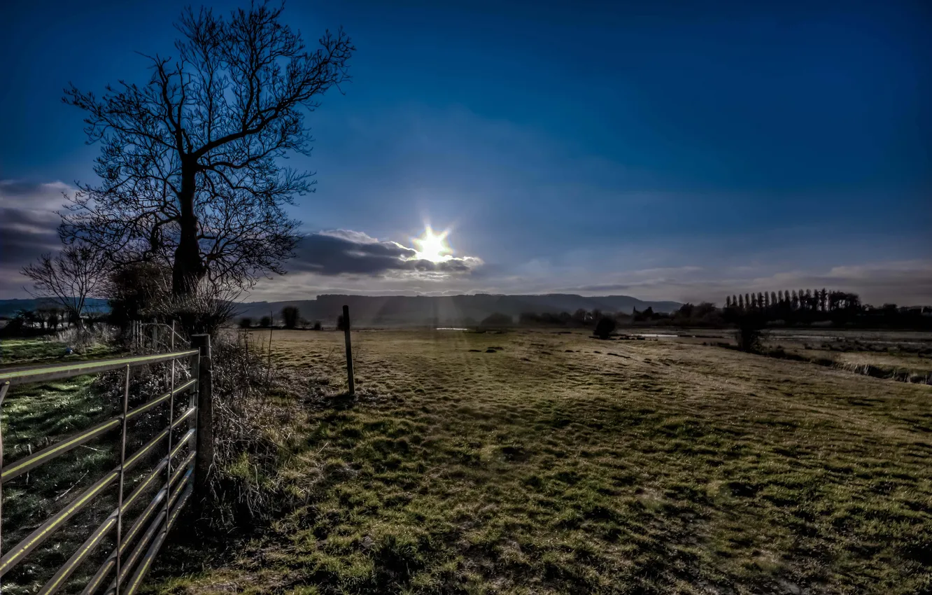 Photo wallpaper field, the sun, trees, swamp